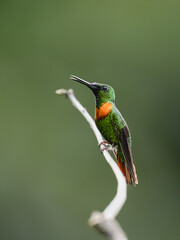 Gould's Jewelfront Hummingbird on a stick against  green background