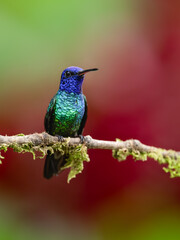 Obraz premium Golden-tailed Sapphire Hummingbird on mossy branch against red and green background