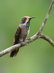 Obraz premium Brown Violetear Hummingbird on stick against green background