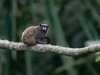  Napo Tamarin monkey sitting on tree branch in tropical forest