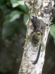 Napo Tamarin monkey sitting on tree branch in tropical forest