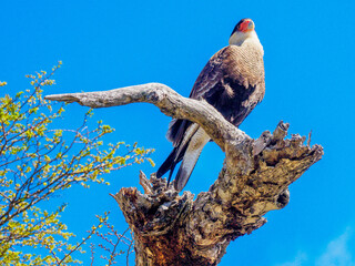 Caracara bird in tree