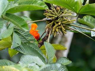 Andean Cock-of-the-rock with orange color feeding on fruits of cecropia
