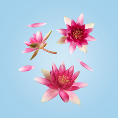 Pink lotus flowers and petals flying on light blue background