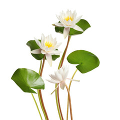 Beautiful lotus flowers with long stems isolated on white