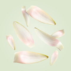 White lotus flower petals falling on light green background
