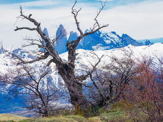 Patagonian steppe