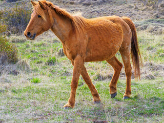 Obraz premium Horse, southern Chile