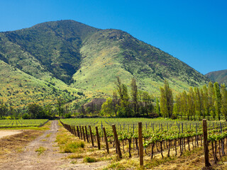 Winery, central Chile