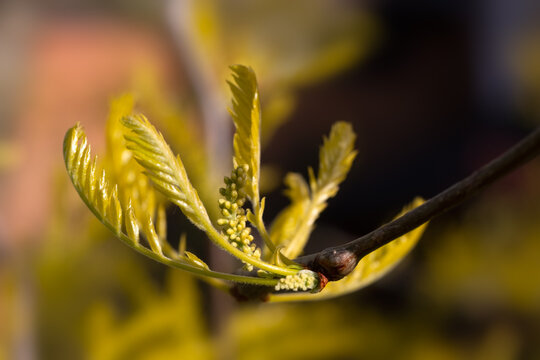 Closeup of leaves and flower buds of Gleditsia triacanthos f. inermis 'Sunburst' in a garden in spring