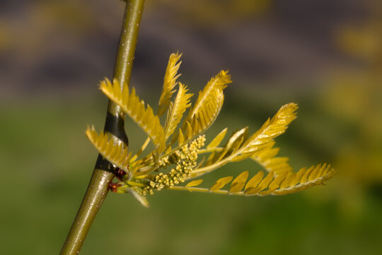 Closeup of leaves and flower buds of Gleditsia triacanthos f. inermis 'Sunburst' in a garden in spring