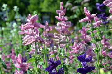 Salvia horminum violet flowers. Blooming sage in the spring garden