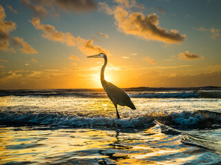 Great Blue Heron at the Cocoa Beach Pier along Florida's east coast shore.