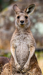 Posing kangaroo portrait