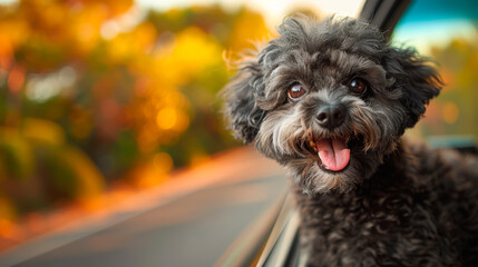 a cute black Poodle dog's head sticks out of the car window, its hair blown in the air by the wind.