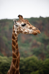 Portrait of a Giraffe Against a Verdant Mountainous Backdrop