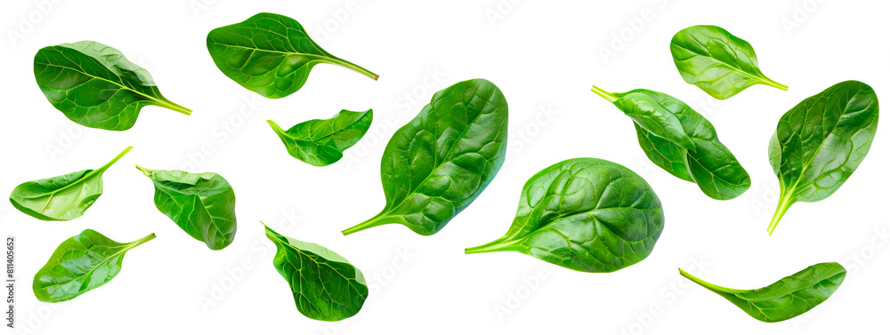 Wall mural fresh green leaves of baby spinach over isolated transparent background - Wall murals