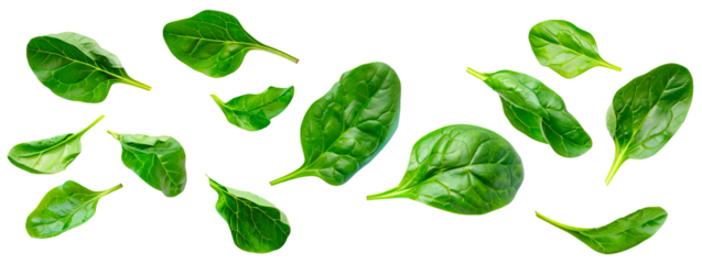 Fresh green leaves of baby spinach over isolated transparent background