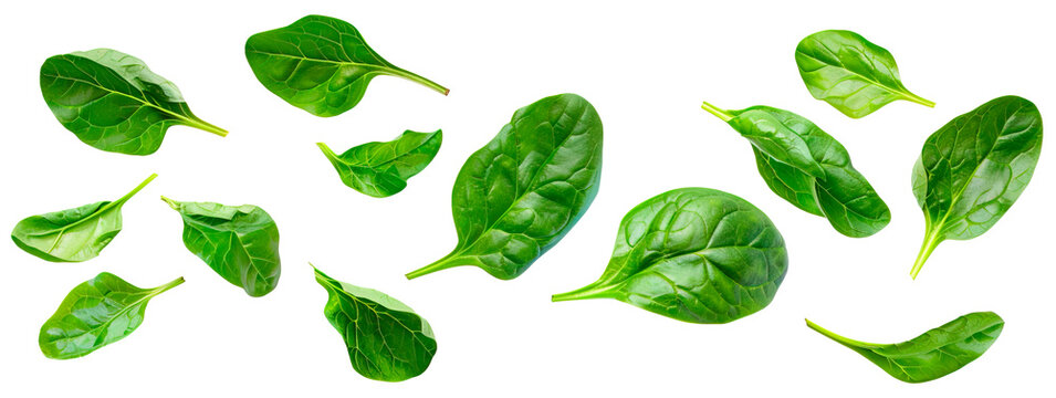 Fresh green leaves of baby spinach over isolated transparent background
