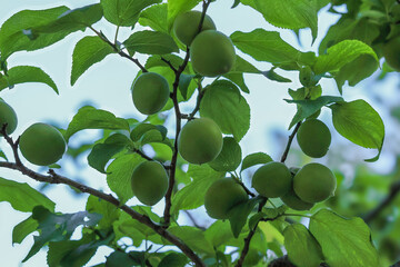 東京散歩　緑の季節　浜離宮恩賜庭園
