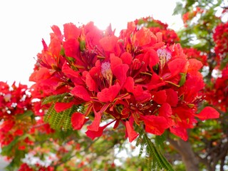 The flowers and beens of royal poinciana, flamboyant, phoenix flower, flame of the forest, or flame...