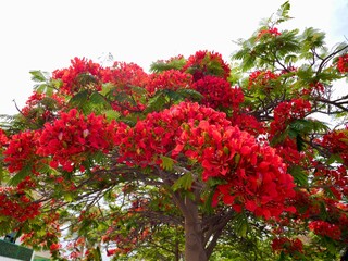 The flowers and beens of royal poinciana, flamboyant, phoenix flower, flame of the forest, or flame...