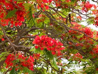The flowers and beens of royal poinciana, flamboyant, phoenix flower, flame of the forest, or flame...