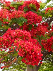 The flowers and beens of royal poinciana, flamboyant, phoenix flower, flame of the forest, or flame tree (Delonix regia), native to Madagascar; Tenerife , Atlantic Ocean, Canary Islands, Spain