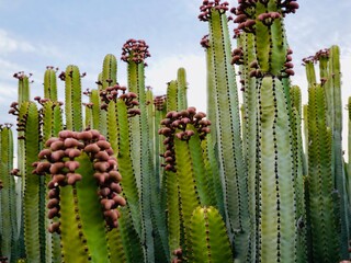 The Canary Island spurge, Hercules club or in Spanish cardón (Euphorbia canariensis)  is a...