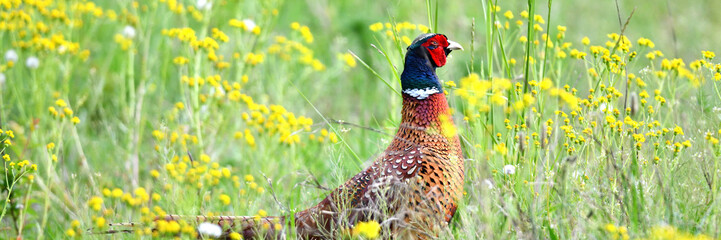 Wilder Pfau Fasan Vogel mit bunt brauen Federn kurz vor Pfingsten froh auf grüner Naturwiese.
