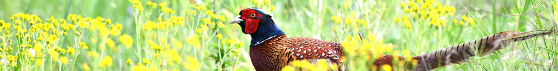 Wilder Pfau Fasan Vogel mit bunt brauen Federn kurz vor Pfingsten froh auf grüner Naturwiese.