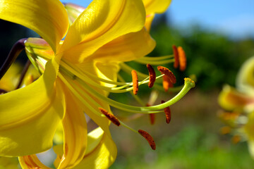 Lilium flowering plant. Yellow  lily flower. Blurred background of the spring garden