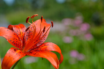Fototapeta premium Lilium flowering plant. Orange tiger lily flower. Blurred background of the spring garden