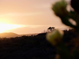 Flowers of the erect prickly pear (Opuntia stricta) and nopal estricto (esp.), a cactus at sunset on the Tenerife coast at Punta Delioma, Las Galletas, Arona, Atlantic Ocean, Canary Islands, Spain