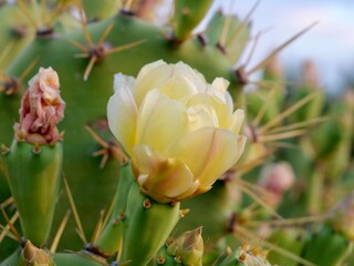 Flowers of the erect prickly pear (Opuntia stricta) and nopal estricto (esp.), a cactus at sunset...