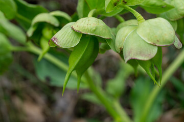 FLORES DE COLOR VERDE. PLANTA HELLEBORUS.
