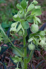 FLORES DE COLOR VERDE. PLANTA HELLEBORUS.