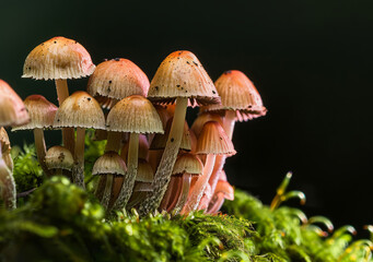 Fototapeta premium A group of brown mushrooms growing on moss in a forest