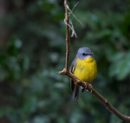 Obraz premium Eastern Yellow Robin, Queensland, Australia