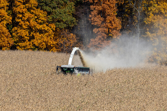 Harvesting corn for winter feed for cattle  in upstate NY