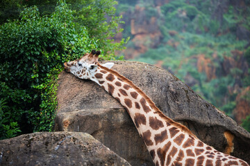 Giraffe grazing on rocky terrain.