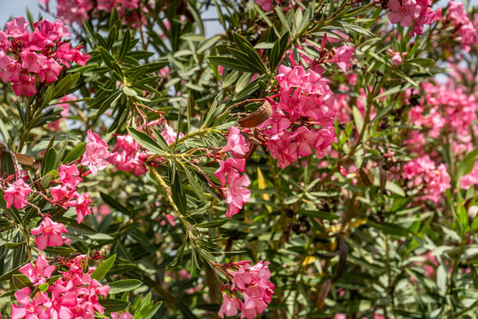 Pink Oleander flower - Nerium oleander (Zakkum). Nerium oleander flowers tree. Pink Nerium oleander is a poisonous shrub belonging to the dogbane family, Apocynaceae.