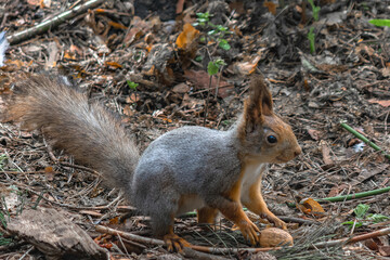 A forest squirrel running between trees in search of food