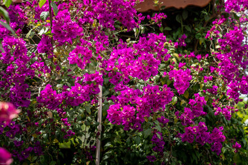 Bougainvillea, pink, and magenta bougainvillea spectabilis flowers.