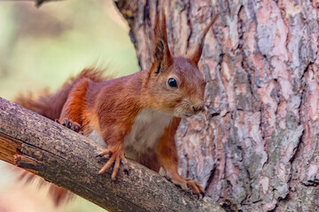 A tree squirrel sits in a tree and watches.