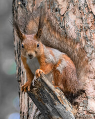 A tree squirrel sits in a tree and watches.