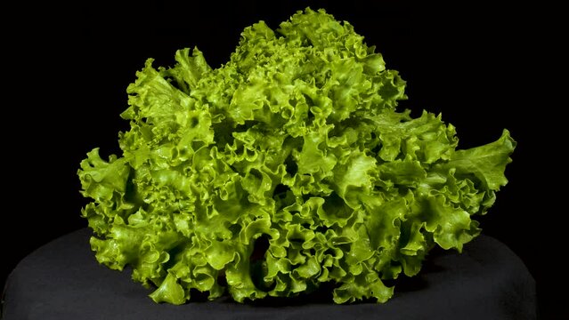 Close-up footage of green leafy ball lettuce on black background.