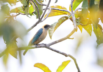 Obraz premium The burnished-buff tanager (Stilpnia cayana), also known as the rufous-crowned tanager, is a common South American species of bird in the family Thraupidae. This photo was taken in Colombia.
