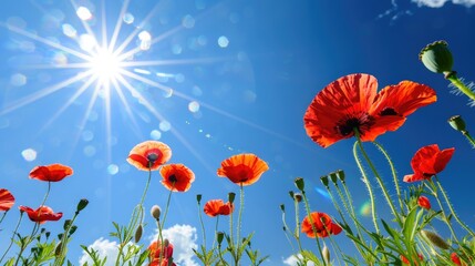 Obraz premium Red poppy Papaver rhoeas blooms in a meadow under the bright spring sun against a blue sky in close up