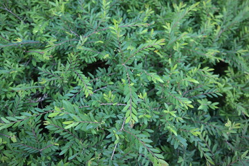 close up of green grass